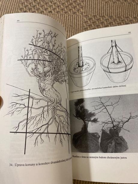 Miloslav ryšán  bonsaj, 