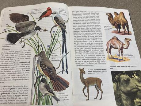 Retro stará krásna kniha svet živočíšnej ríše 1968,