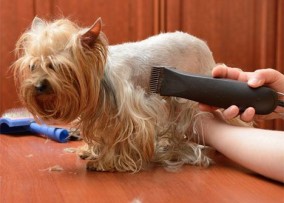 Kurz strihania psíkov v Bratislave