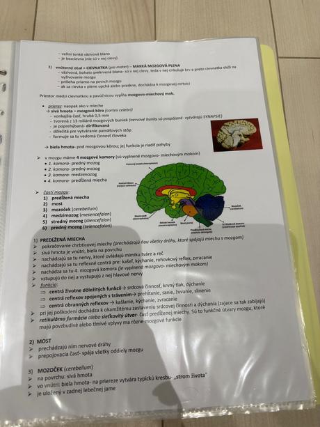 Biológia maturita-ľudské telo, sústavy človeka, 