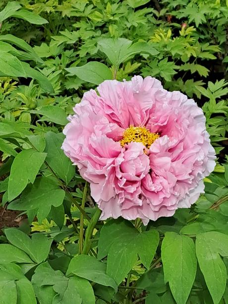 Drevité pivonky- semená, 