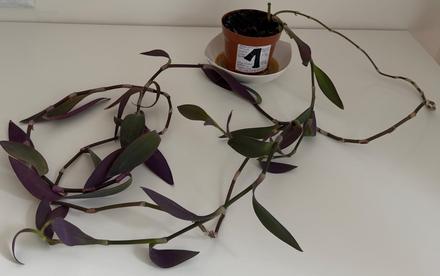 Tradescantia pallida v kvetináči č.1 za 3eur, 