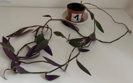 Tradescantia pallida v kvetináči č.1 za 3eur,