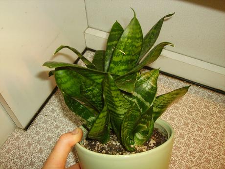 Sansevieria hahnii - svokrin jazyk malý ružicový,