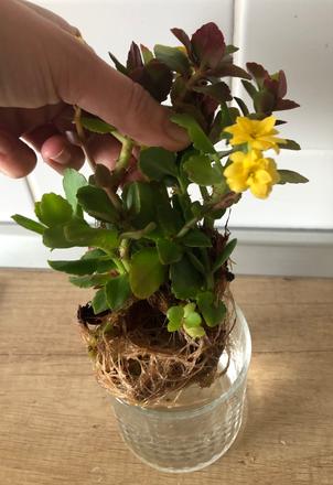 Bromélia, 7x kalanchoe, 