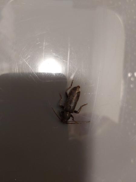 Prosím pomoc - aký je to chrobák?