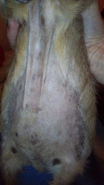 Morča - vytrhávanie srsti