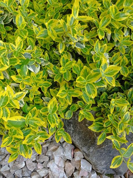 Bršlen  fortunov 'emerald'n gold, 