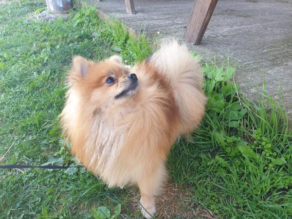 Je to pomeranian alebo malý špic?