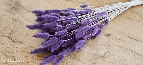 Sušený lagurus - lila, 