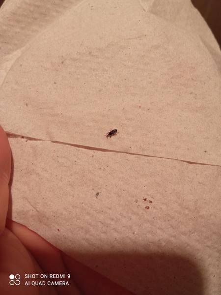 Čo to je za chrobáka?