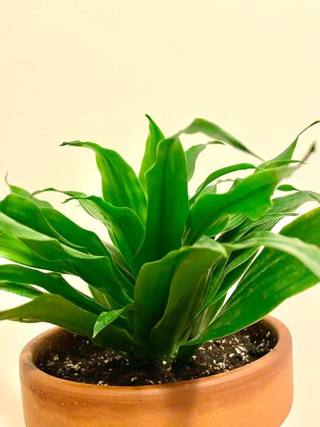 Ako sa volá táto izbová rastlina?