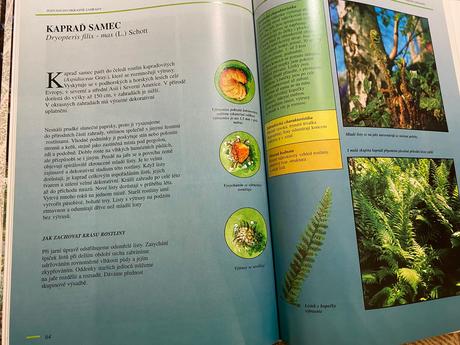 Terézia krippelová pozvanie do okrasnej záhrady, 