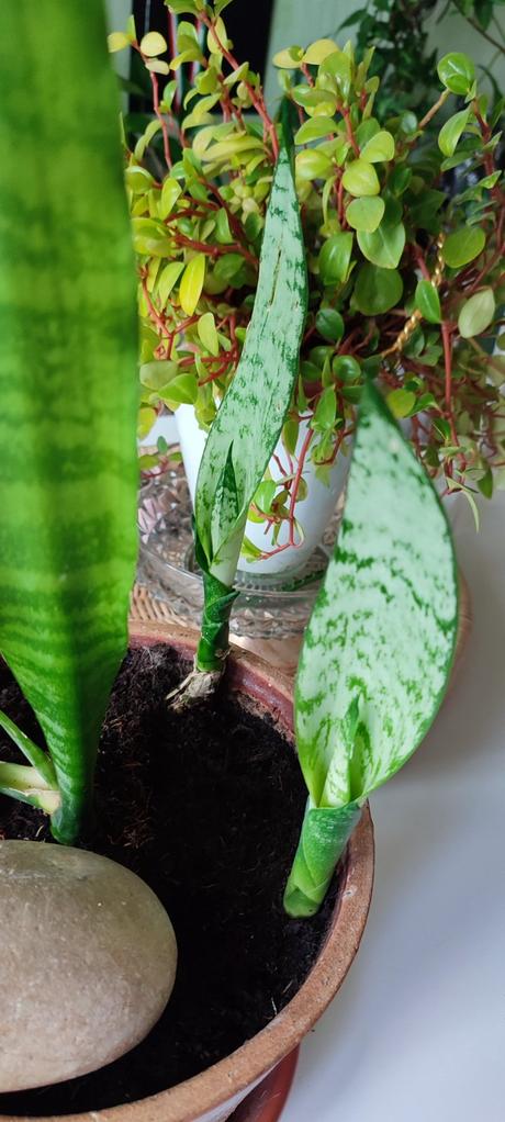 Sansevieria, 