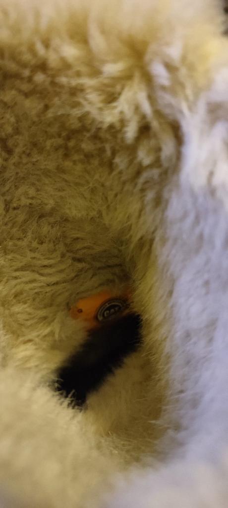 Kožené čižmy cat, 36