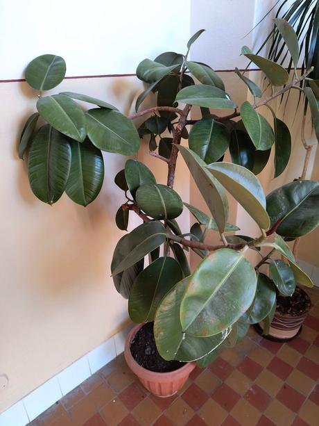 Predám kvet fikus., 
