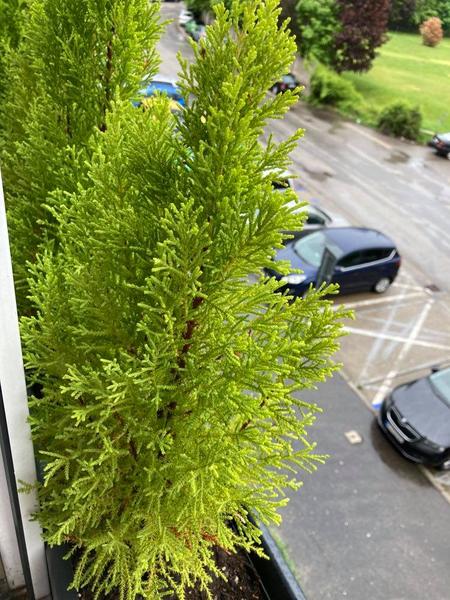 Pomôžte mi rozpoznať mini stromček