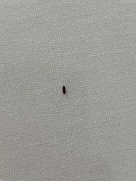 Je to blcha alebo iný škodca?