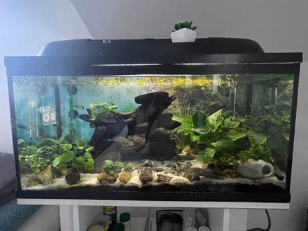 Akvarium - 100l,