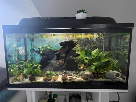 Akvarium - 100l,