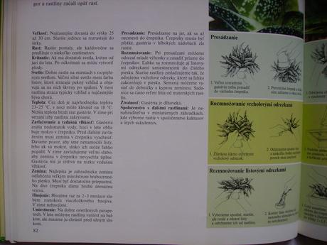 Gastéria bradavičnatá (sukulent) - mládnik, 