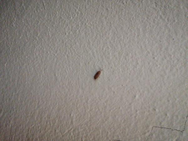 Aký hmyz máme v byte?