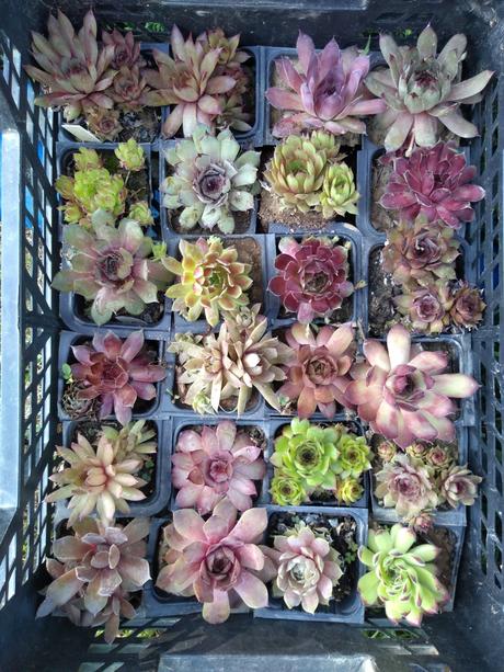 Ružové skalné ruže,