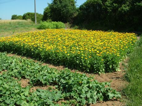 Nechtik a kostihoj lekarsky., 