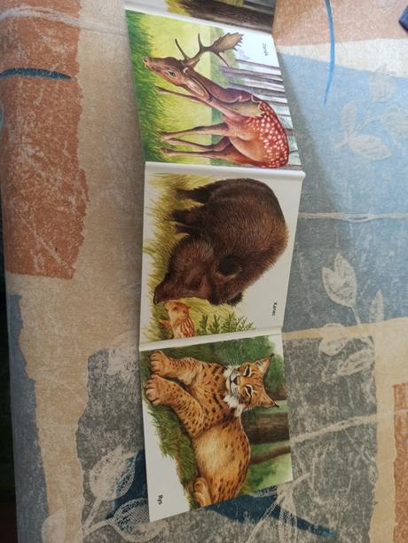 -leporelo, v lese, citana, 