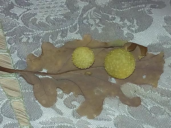 Čo sú tieto guličky na liste?