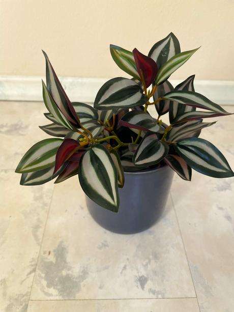 Tradeskancia v ker.črepe,