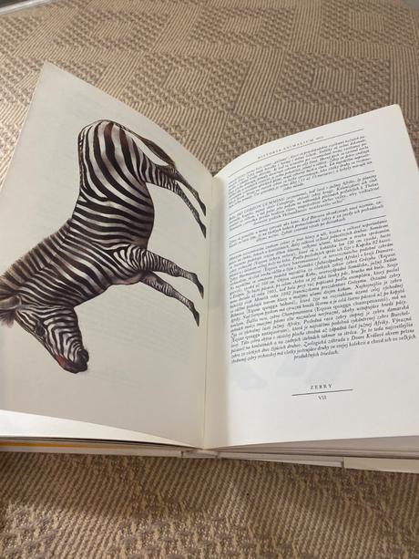 Krásna kniha o afrike safari pod kilimandžárom,