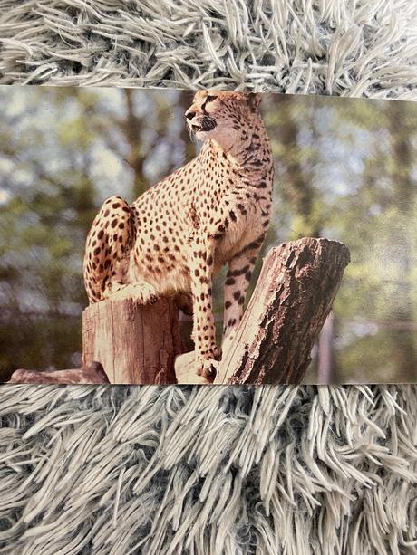 Krásne staré leporelo v zoologickej záhrade 1989,