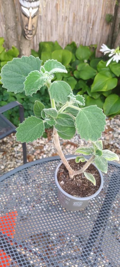 Austrálsky citrónový nádchovník, 