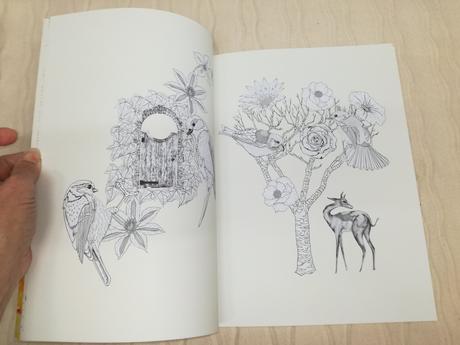 Daisy fletcher birdtopia coluring book nau19,