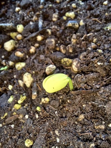 Semienka albizie ružovej 50ks, 