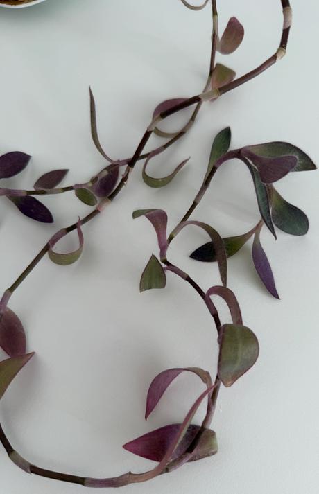 Izbová ťahavá rastlina tradescantia č.5 za 3eur,