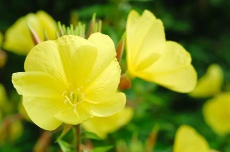 Pupalka veľkoplodá -oenothera macrocarpa - semená,