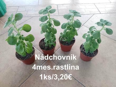Izbové kvetinky, 