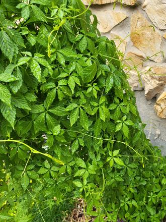 Sušený ženšen päť listy,