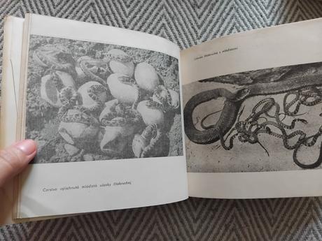 V džungli striehne had,