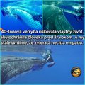 po osmich rokoch vyskumu velryb bola nan