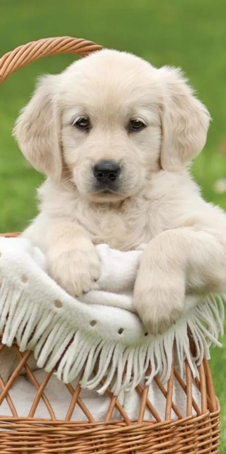 Detská osuška psík v košíku- skladom,