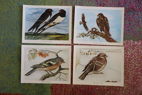 Obrazy/postery/obrázky zvierat,