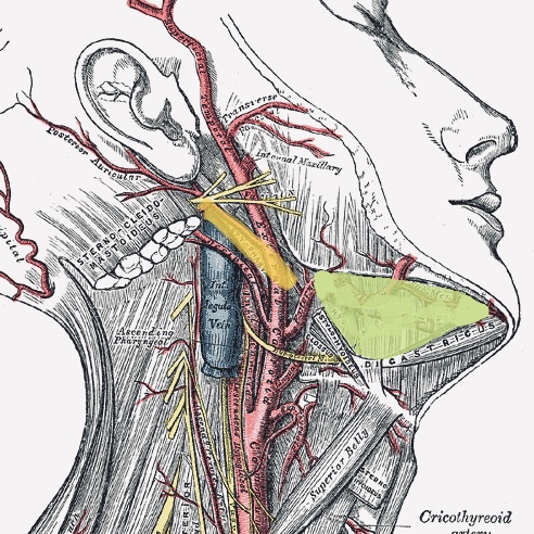 Tvrdé miesto za uchom