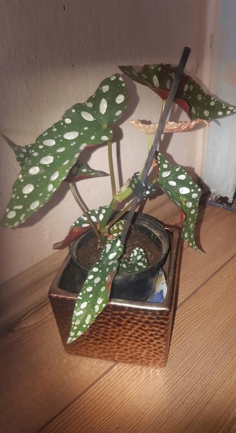 Neaktuálne rastliny begonia, 