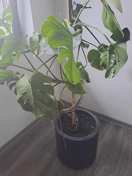 Monstera izbový kvet, 
