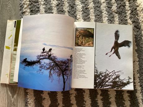 Lev nie je kráľom zvierat (1988),