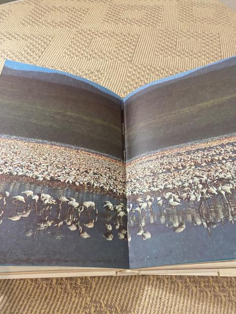 Krásna kniha o afrike safari pod kilimandžárom,