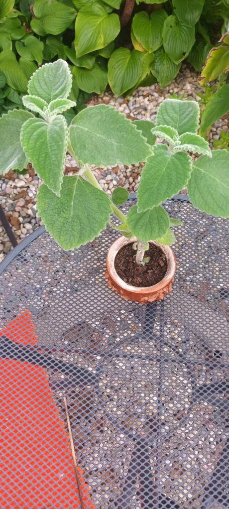 Austrálsky citrónový nádchovník, 